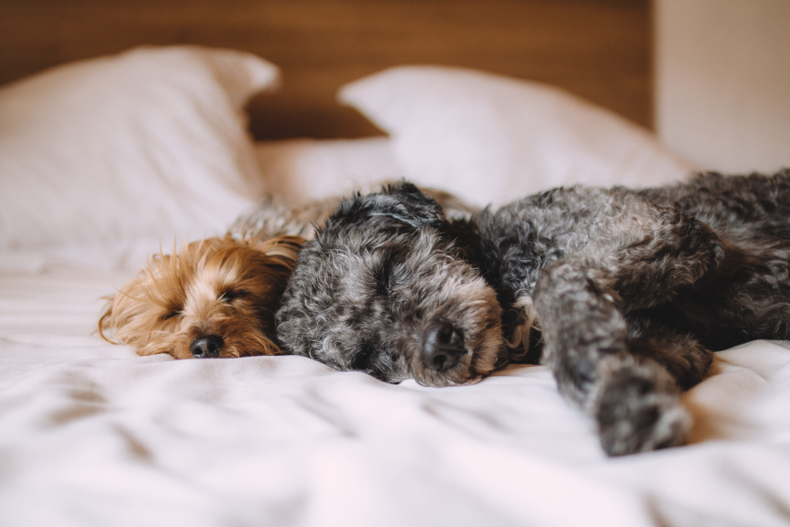 Dog sleeping in a bed.